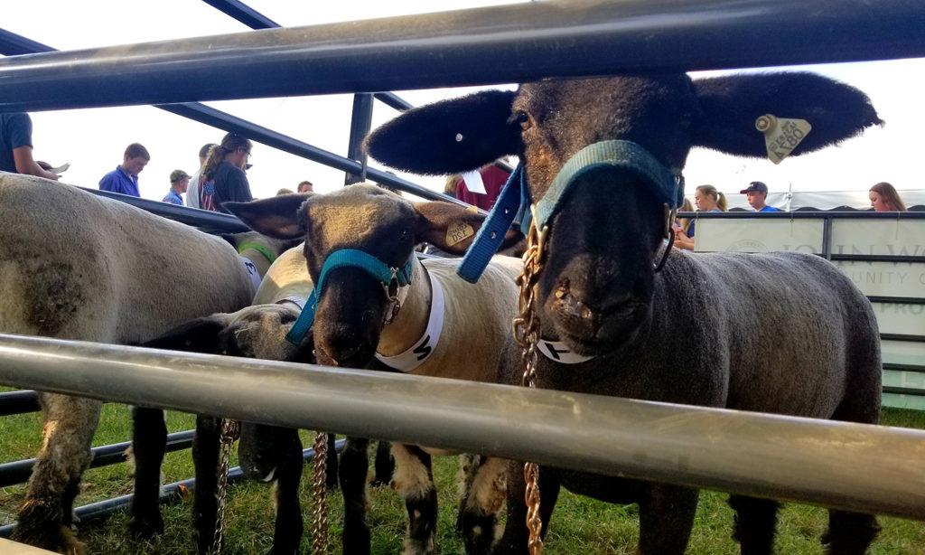 Sheep at Livestock Judging Event